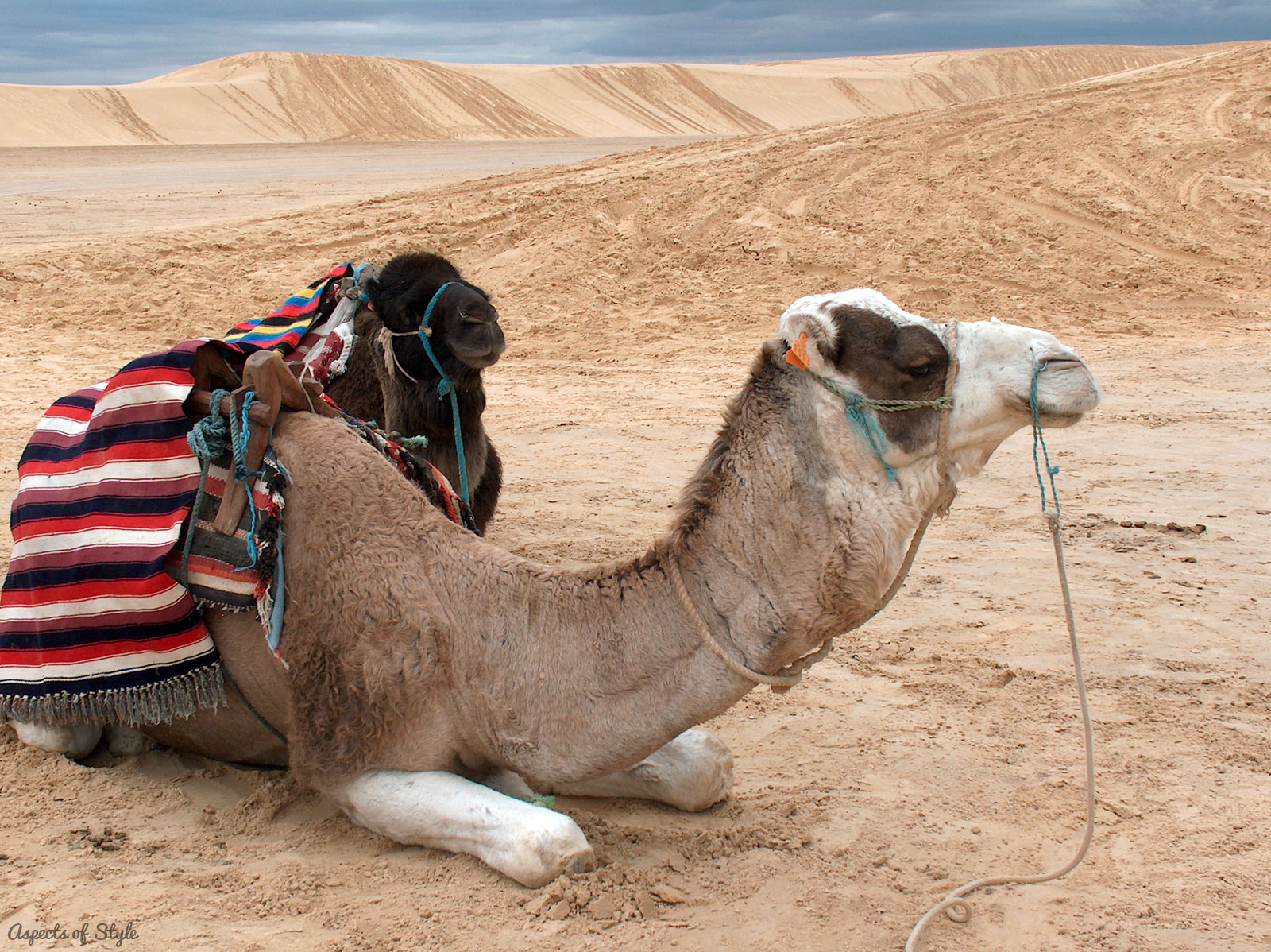 camels in Tunisian desert